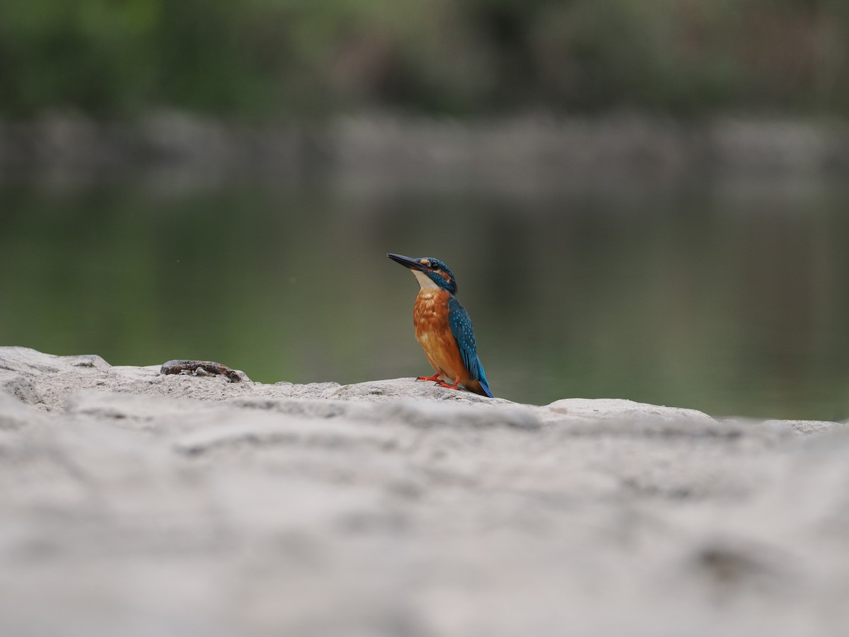 Common Kingfisher - ML646734046