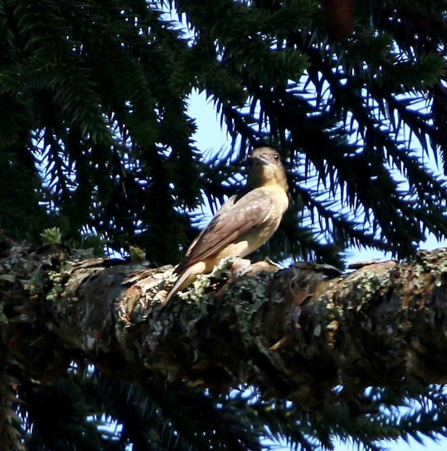 Crested Becard - ML646734047