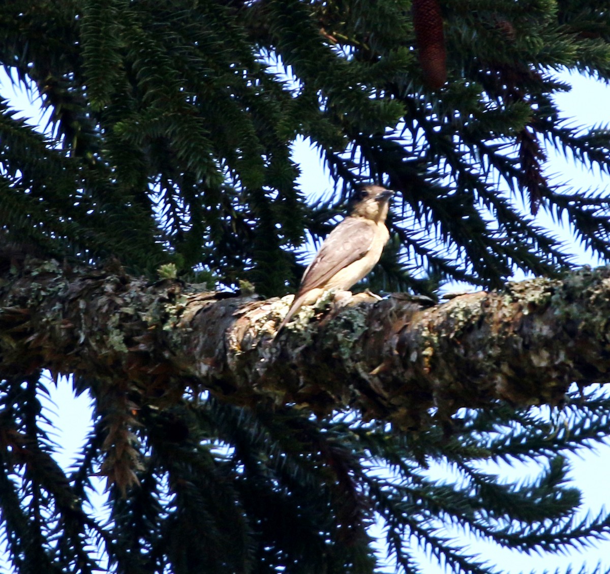 Crested Becard - ML646734048