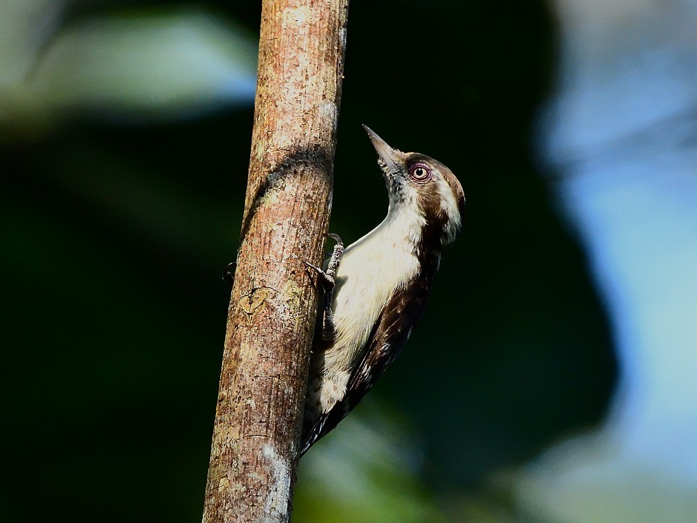 Kahverengi Başlıklı Ağaçkakan - ML646734049