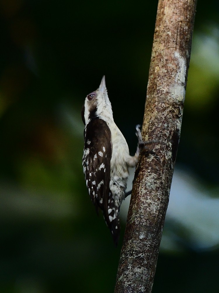 Kahverengi Başlıklı Ağaçkakan - ML646734050