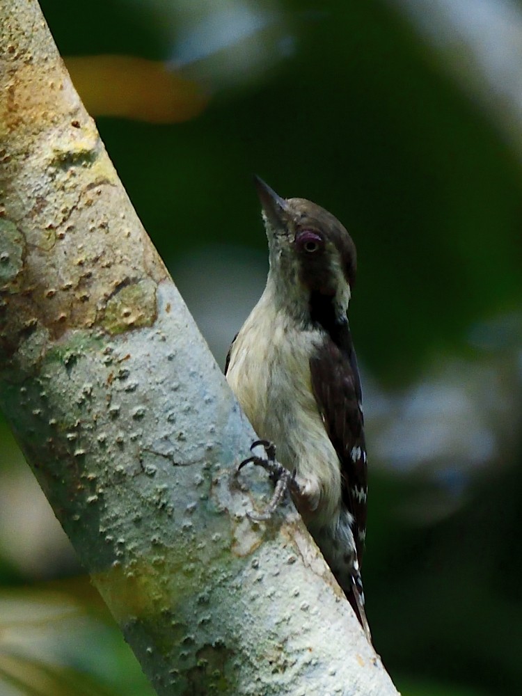 Kahverengi Başlıklı Ağaçkakan - ML646734051