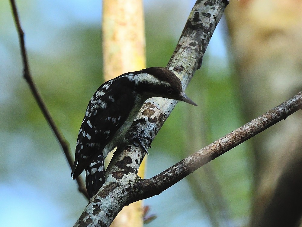 Kahverengi Başlıklı Ağaçkakan - ML646734052