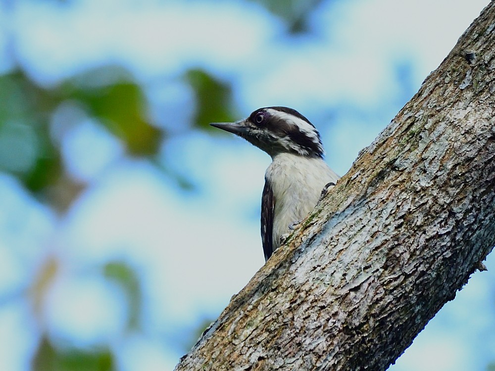 Kahverengi Başlıklı Ağaçkakan - ML646734053