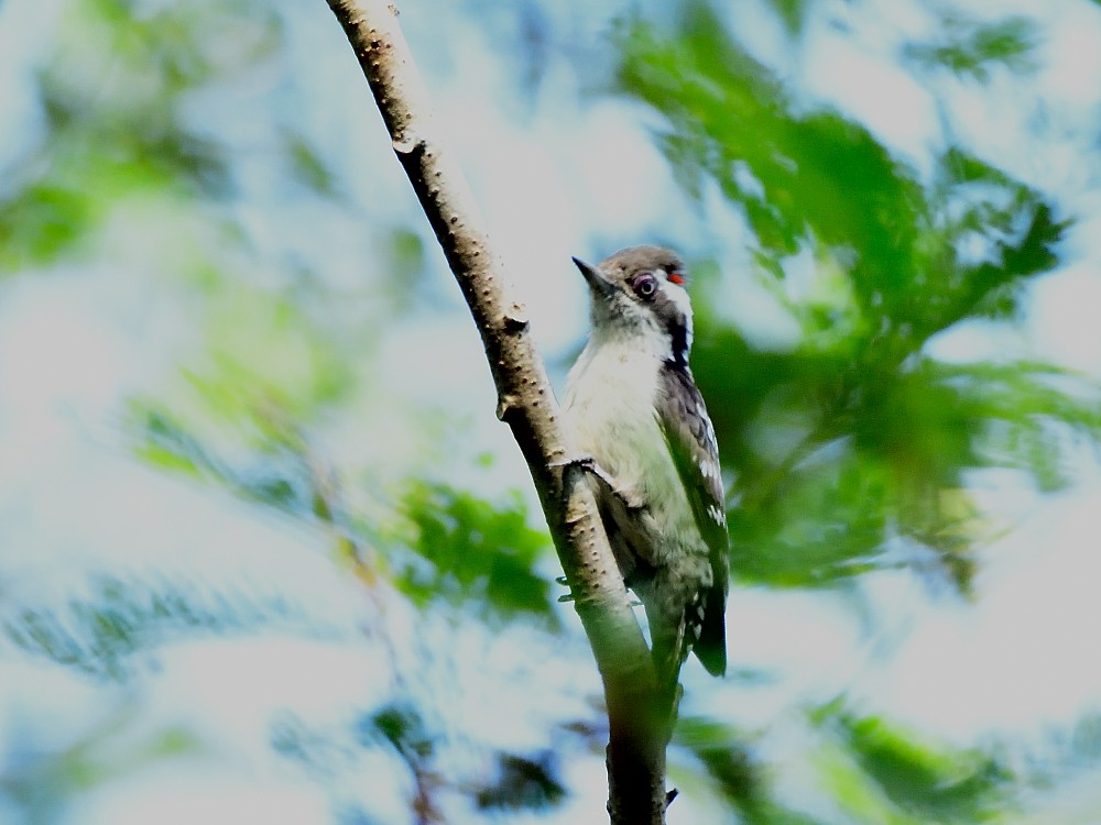 Kahverengi Başlıklı Ağaçkakan - ML646734054