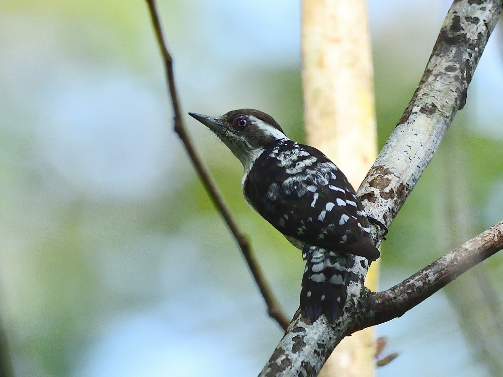 Kahverengi Başlıklı Ağaçkakan - ML646734055