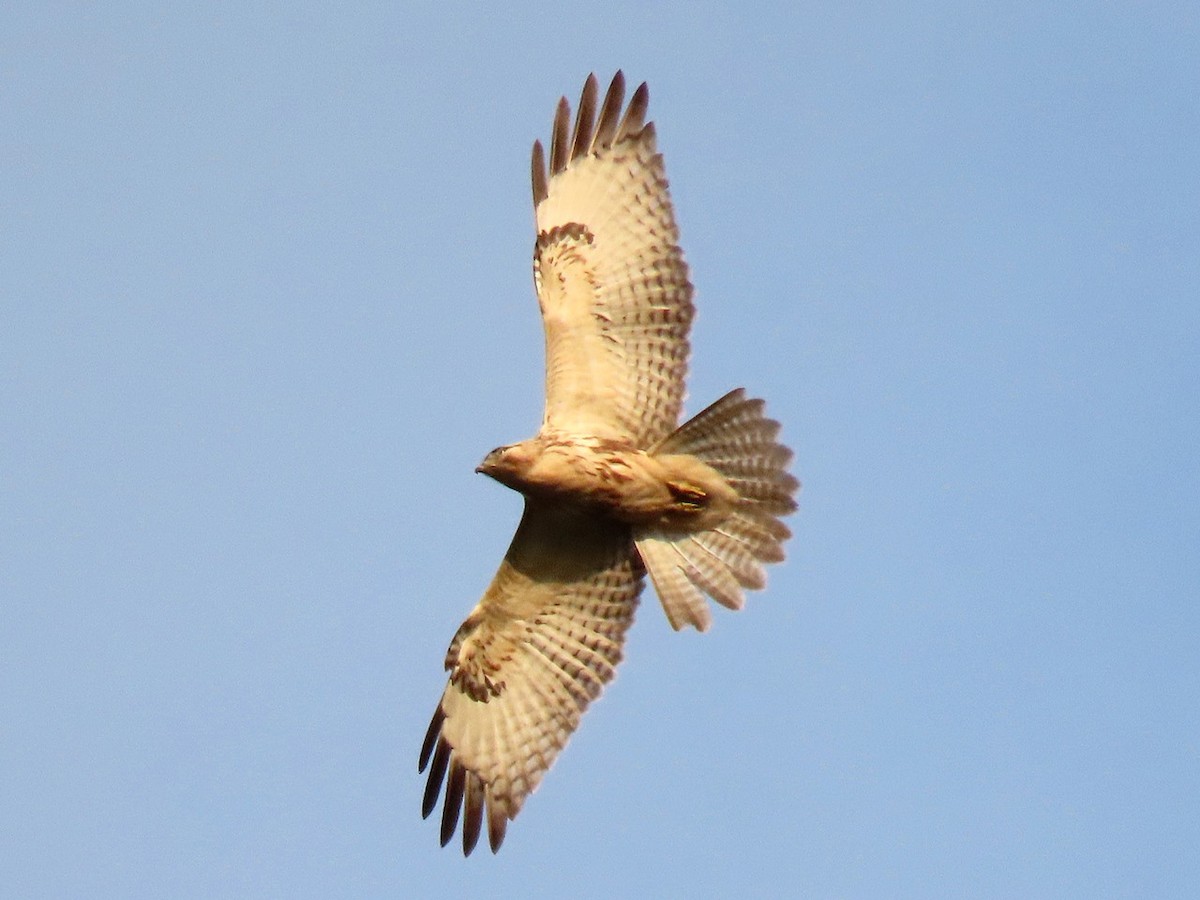 Eastern Buzzard - ML646734056