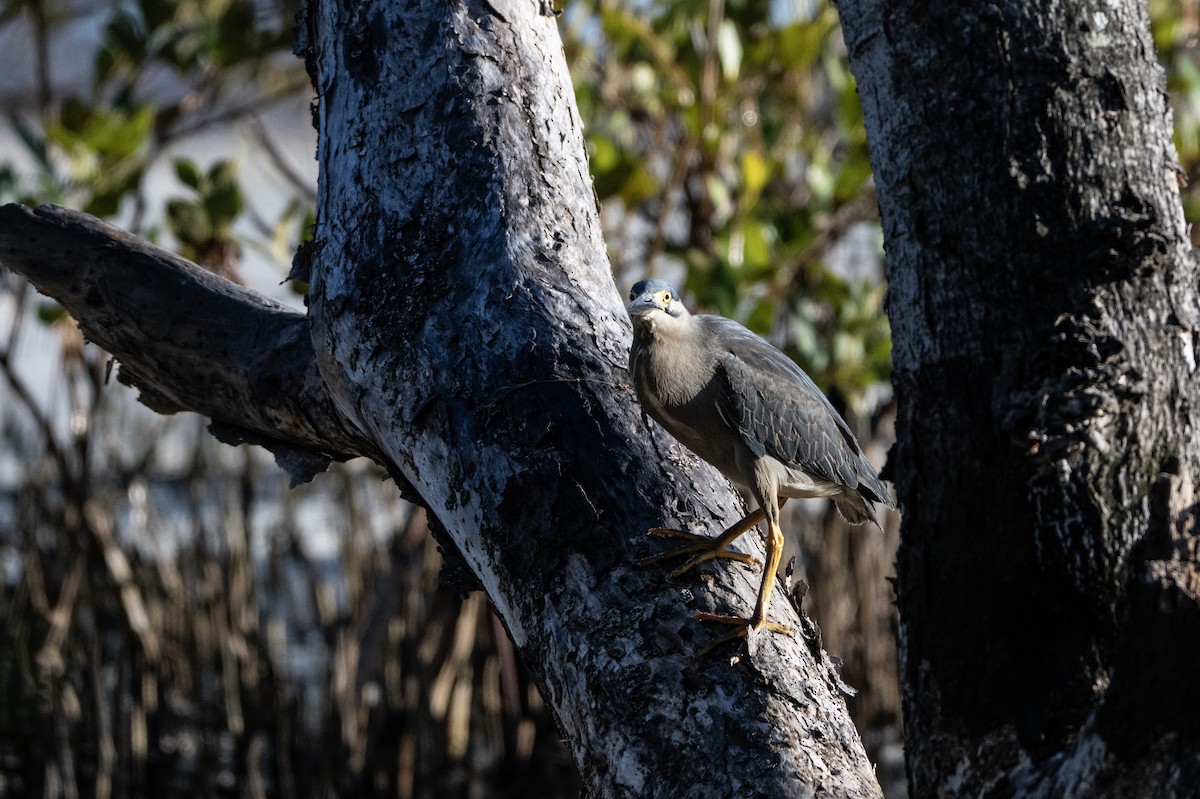Little Heron - ML646734057