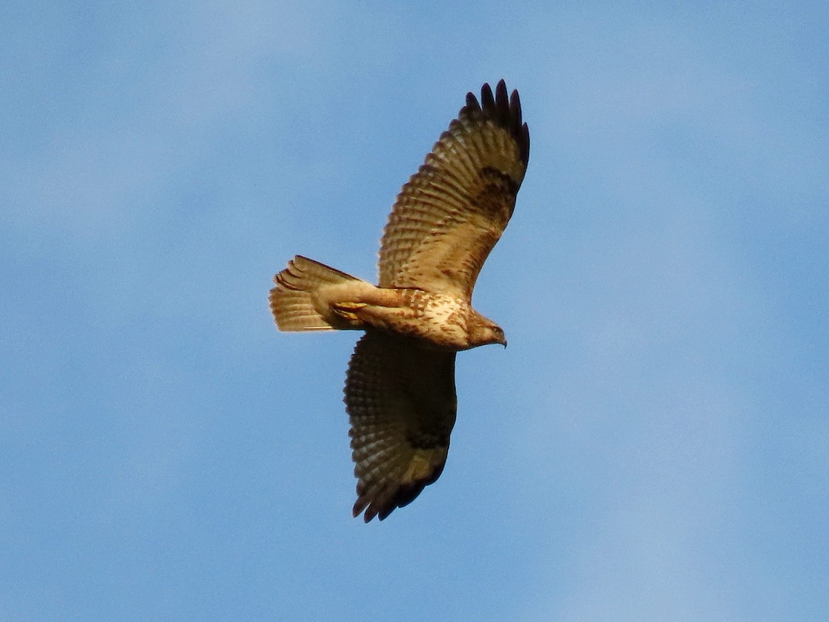 Eastern Buzzard - ML646734058