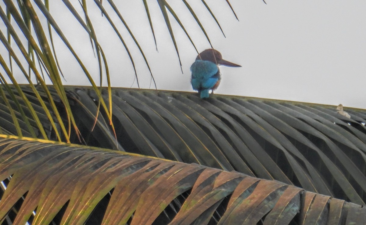 White-throated Kingfisher - ML646734059