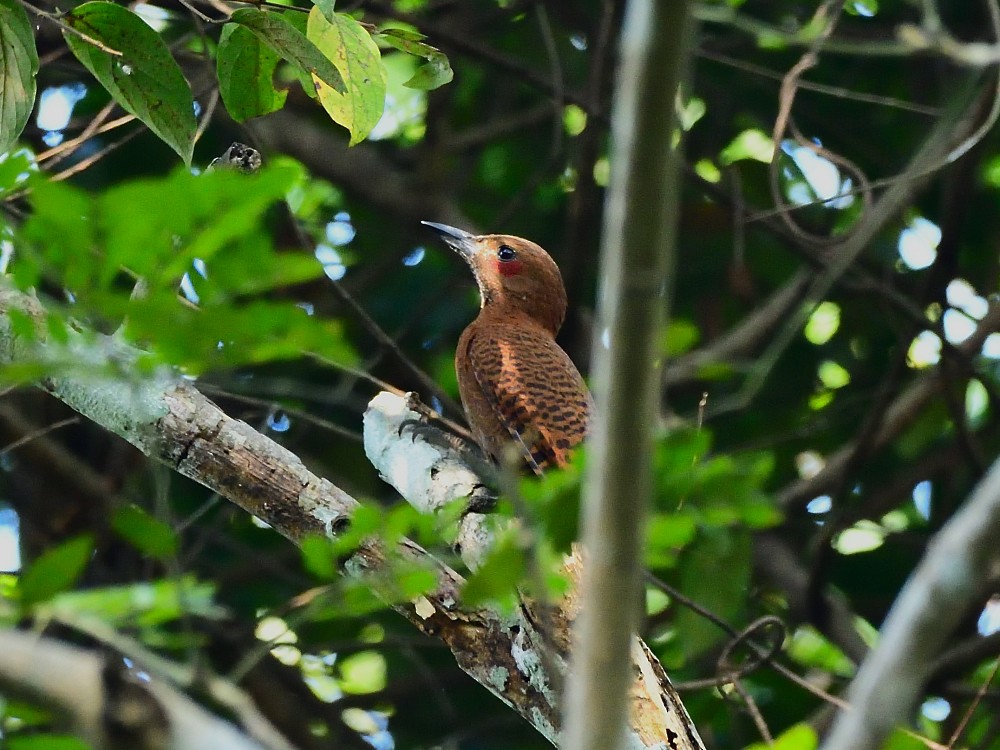 Kızıl Ağaçkakan - ML646734060