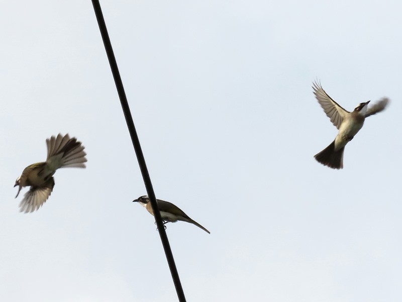 Light-vented Bulbul - ML646734062