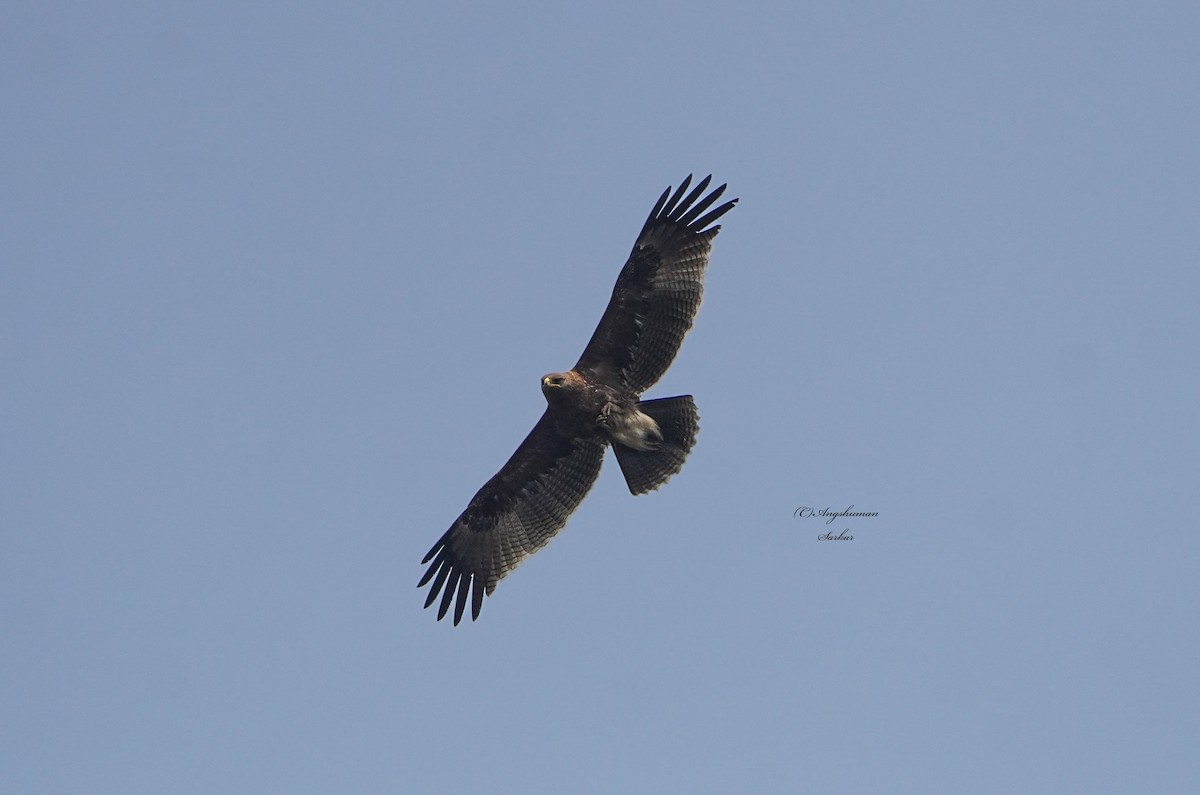 Indian Spotted Eagle - ML646734063