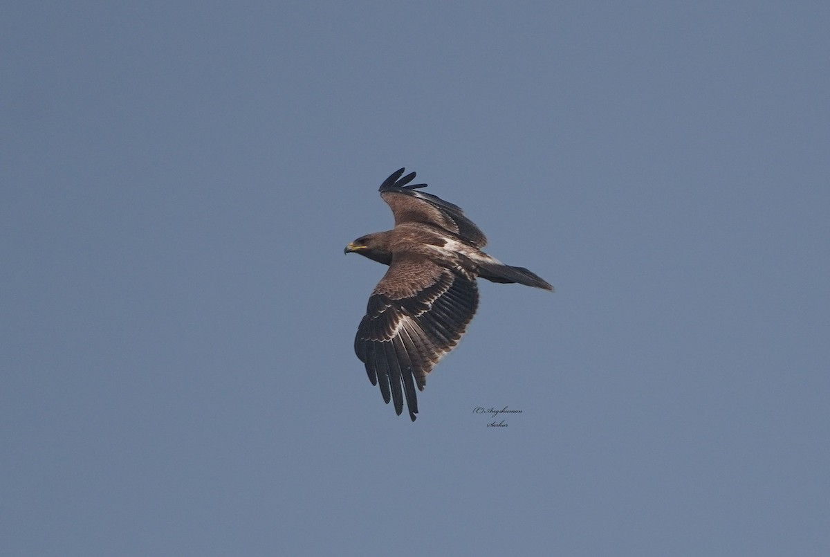 Indian Spotted Eagle - ML646734064
