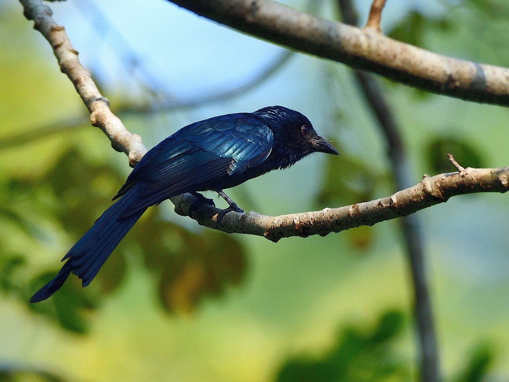 Menevişli Drongo - ML646734065