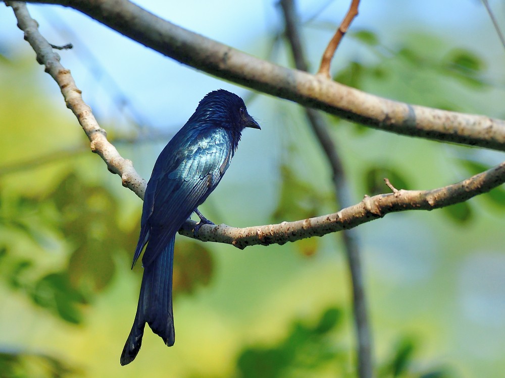 Menevişli Drongo - ML646734066