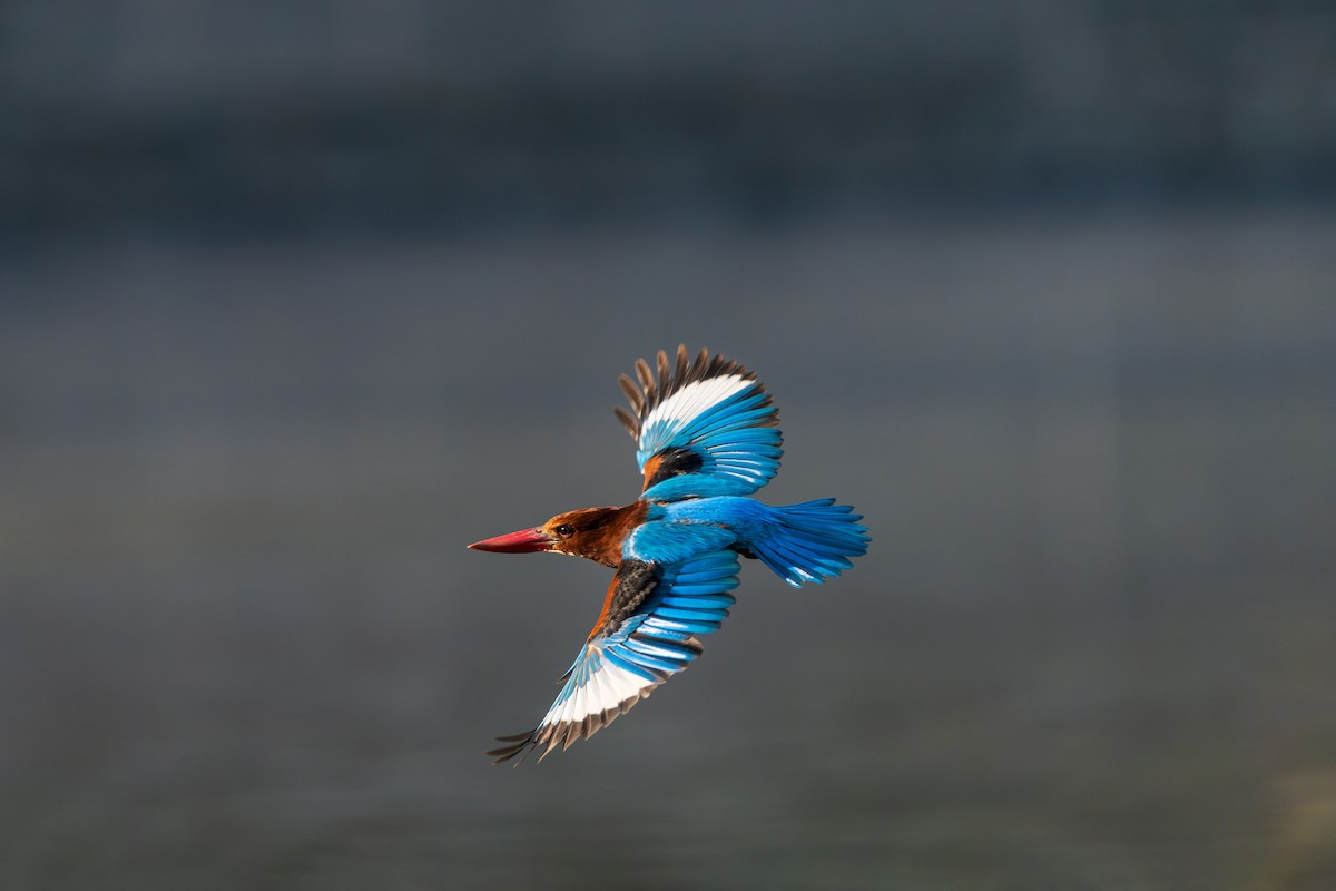 White-throated Kingfisher - ML646734068