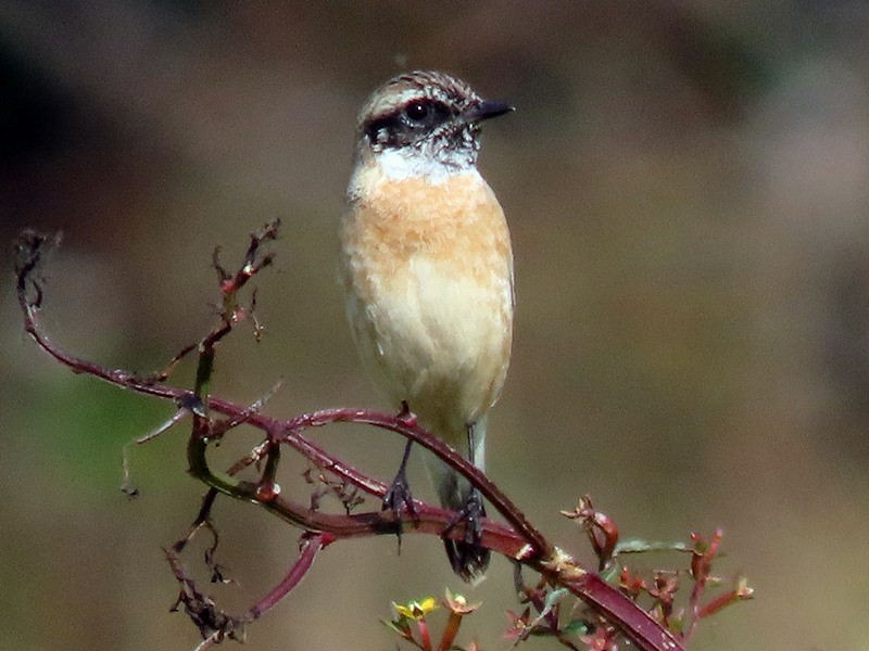 Amur Stonechat - ML646734069