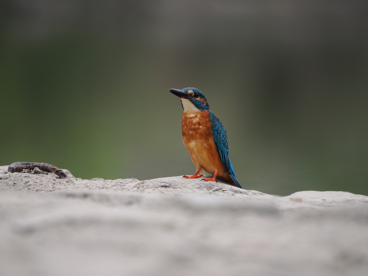 Common Kingfisher - ML646734070