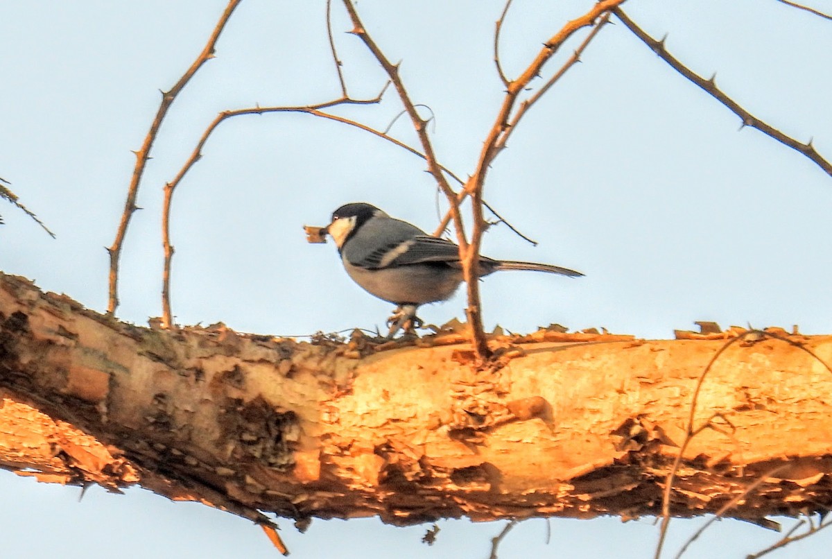 Asian Tit - ML646734071