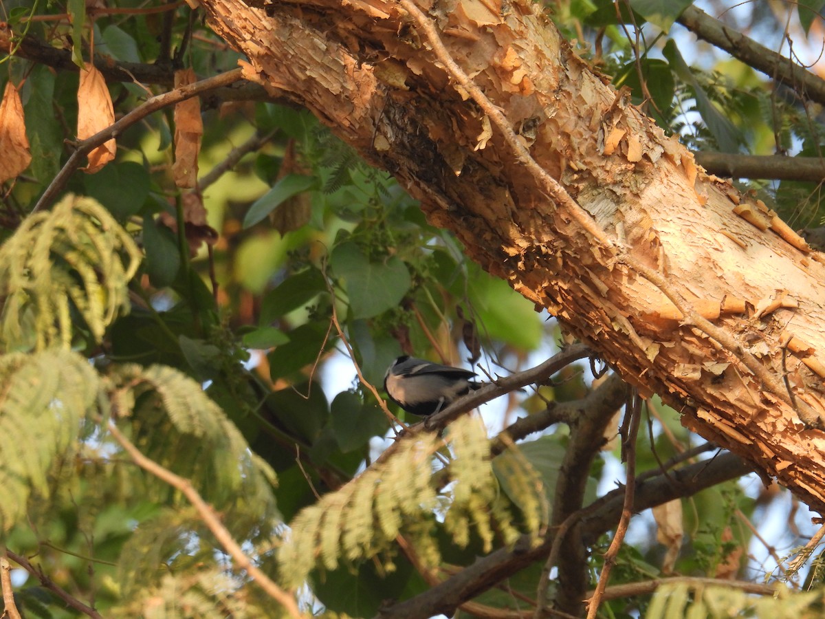 Asian Tit - ML646734072