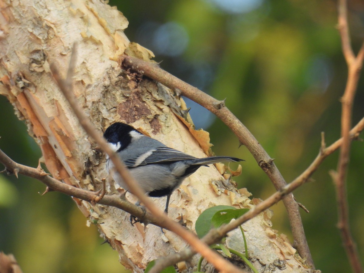 Asian Tit - ML646734073