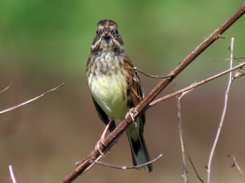 Zigolo mascherato - ML646734074