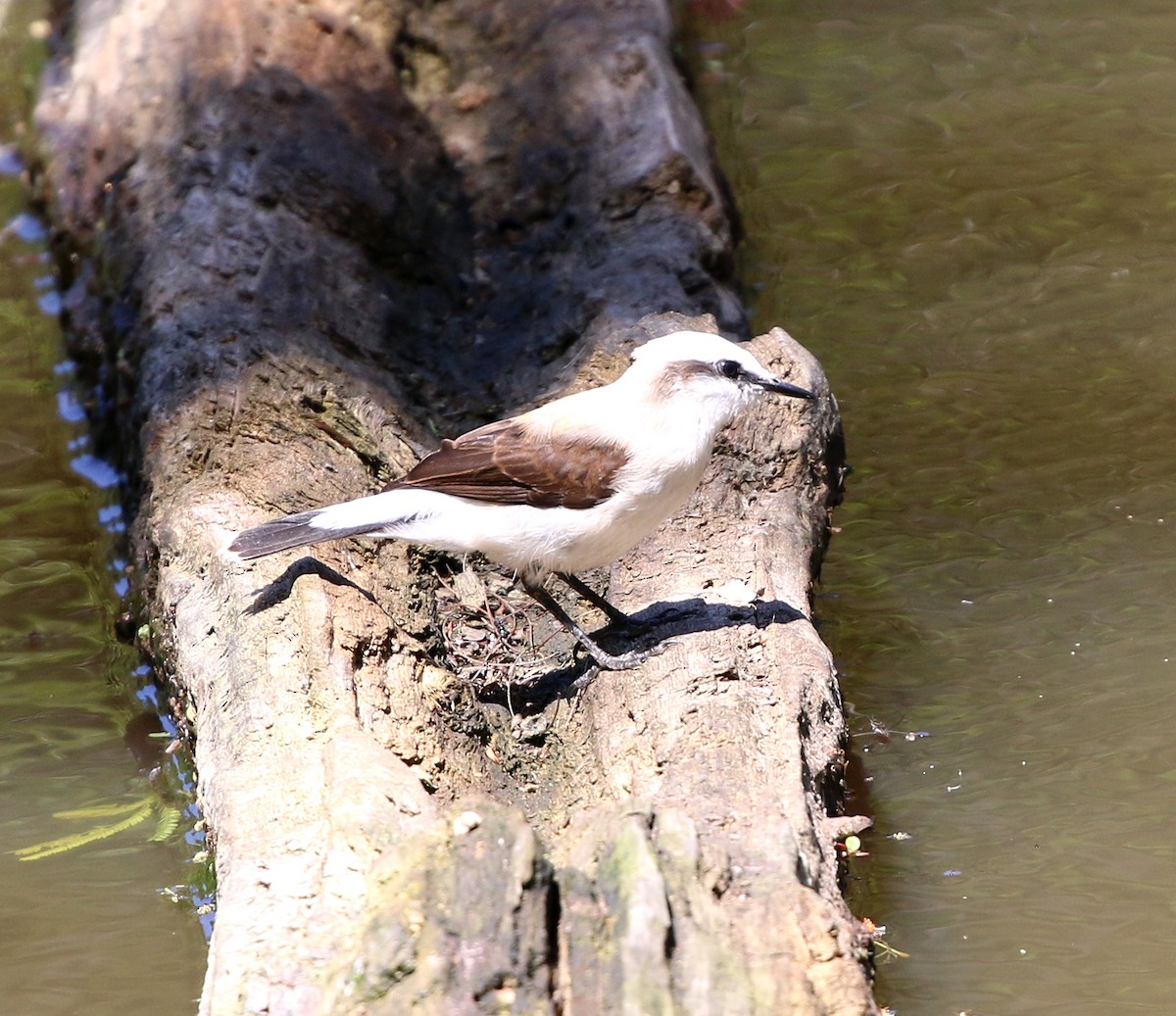 Masked Water-Tyrant - ML646734076
