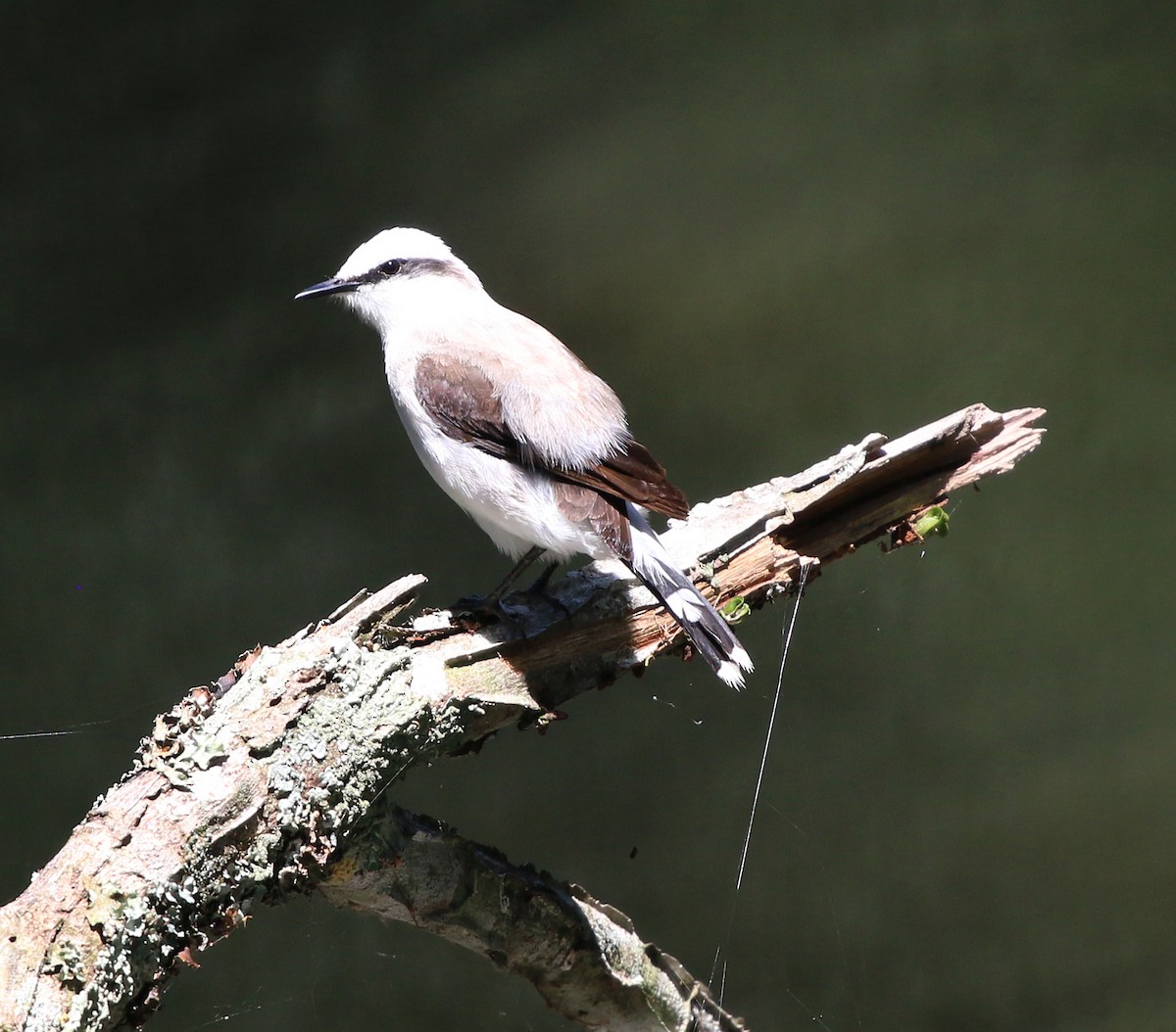 Masked Water-Tyrant - ML646734077