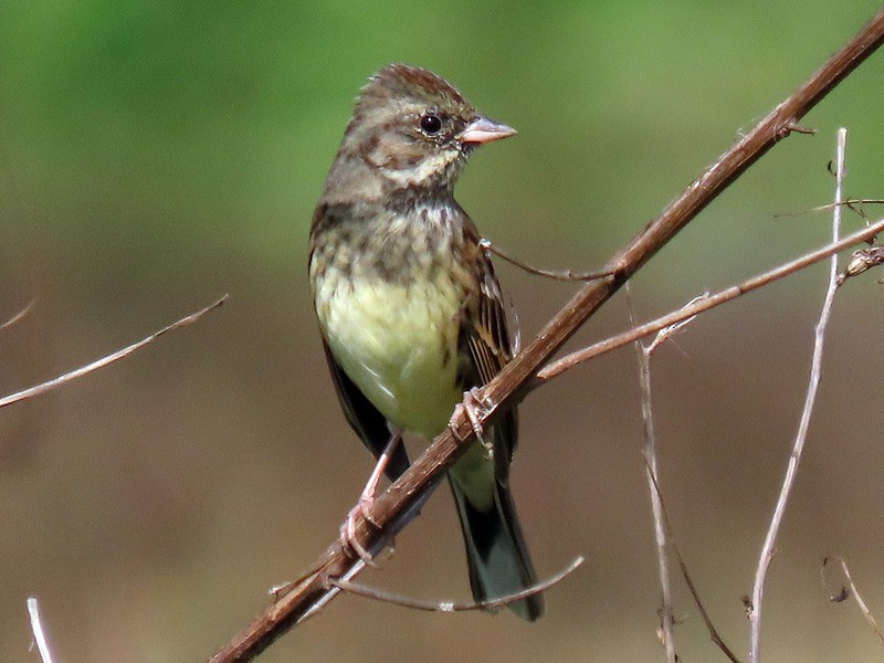 Zigolo mascherato - ML646734078