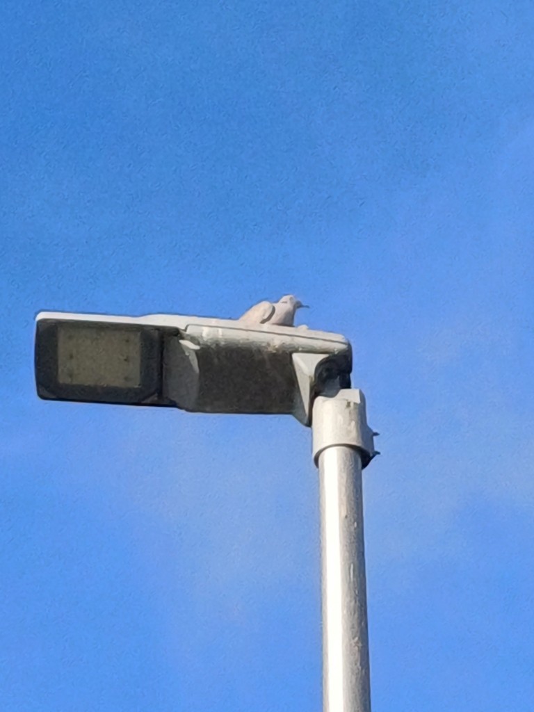 Eurasian Collared-Dove - ML646734079