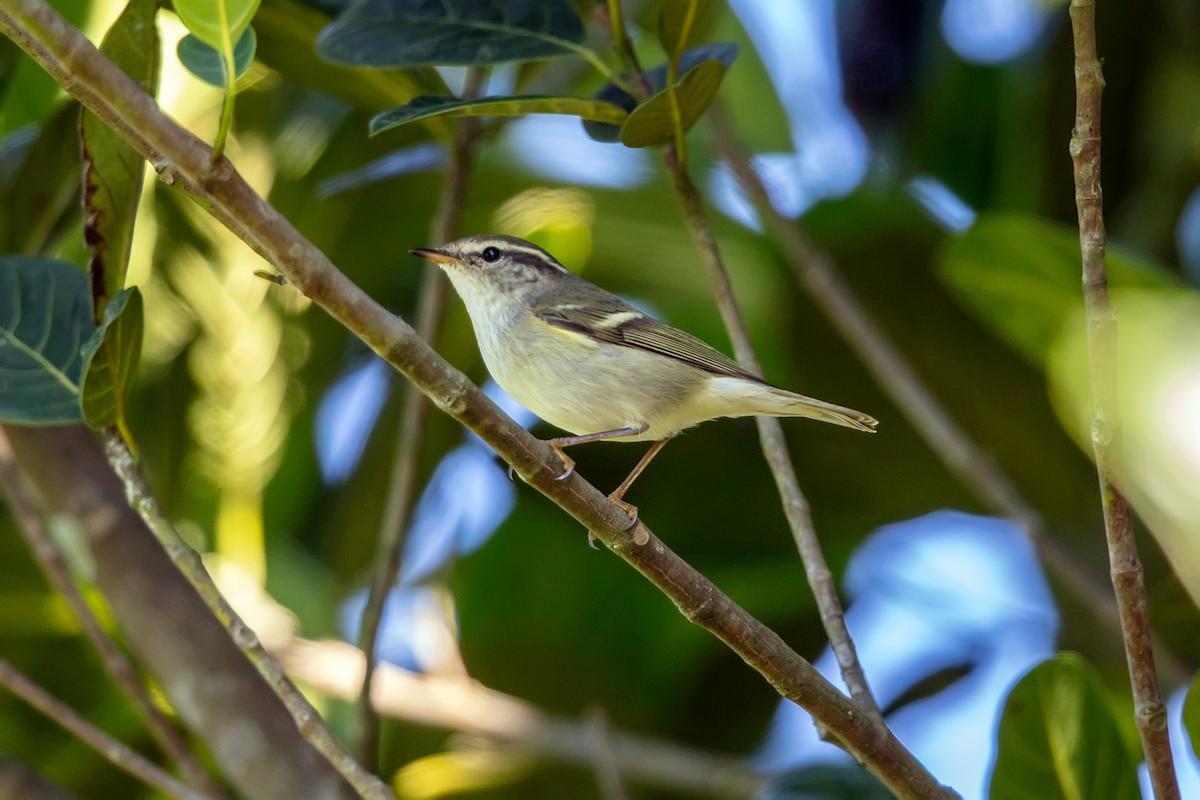 Yellow-browed Warbler - ML646734080