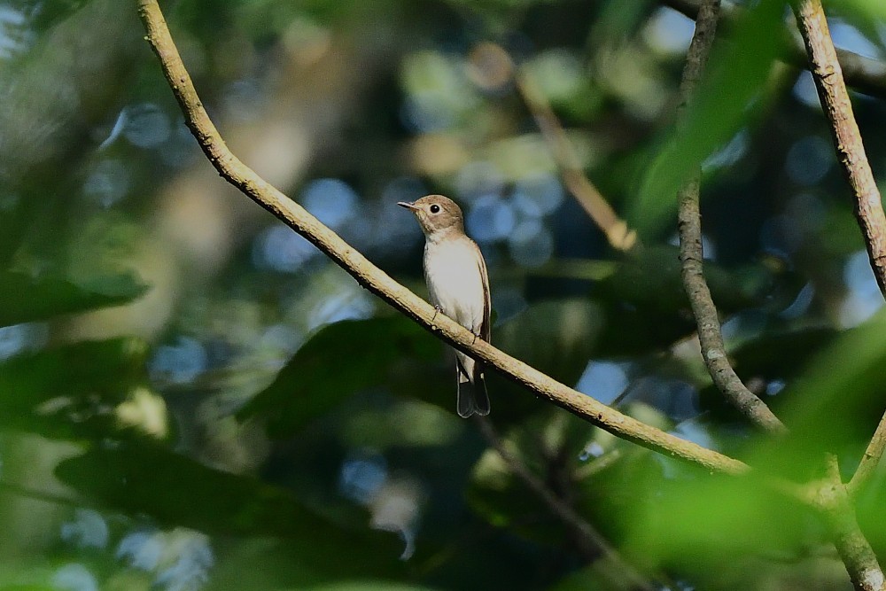 Kahverengi Sinekkapan - ML646734081