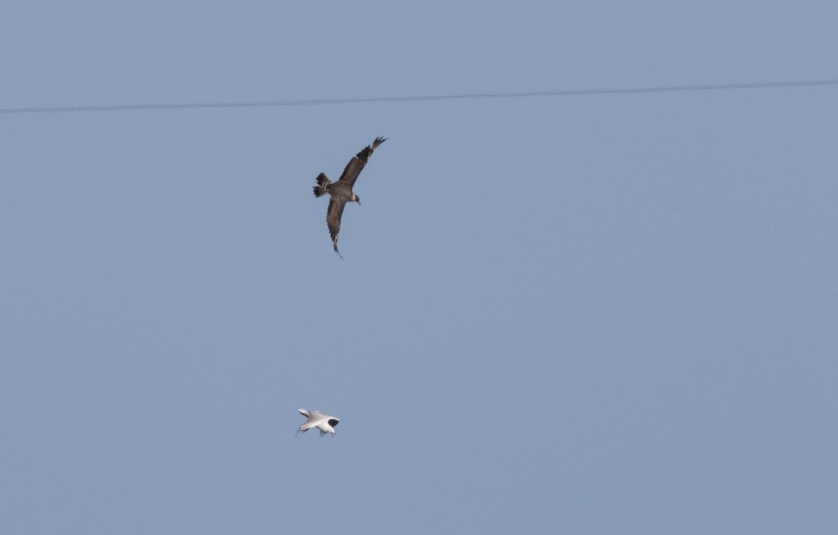 Parasitic Jaeger - ML646734083