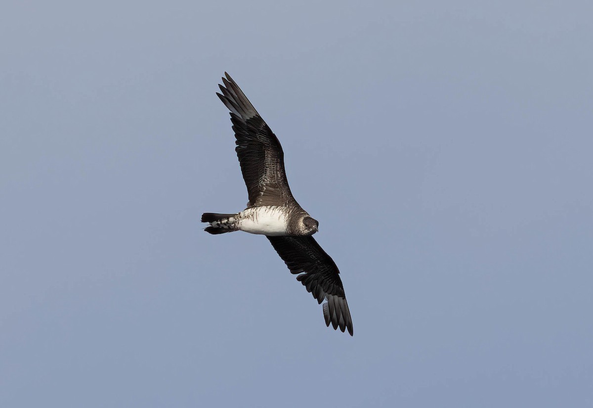 Parasitic Jaeger - ML646734084