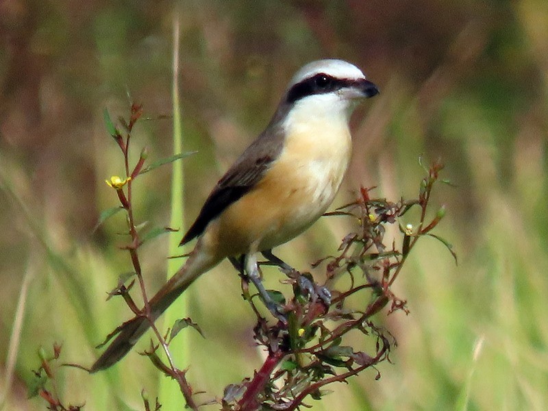 Brown Shrike (Philippine) - ML646734085
