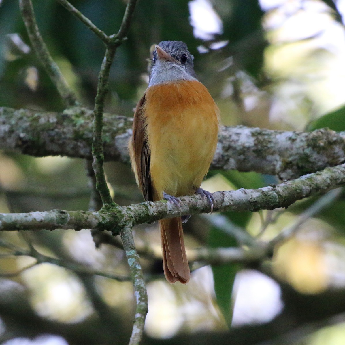 Gray-hooded Attila - ML646734088