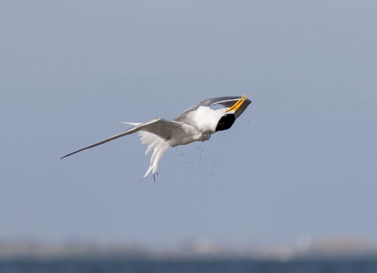 Great Crested Tern - ML646734089