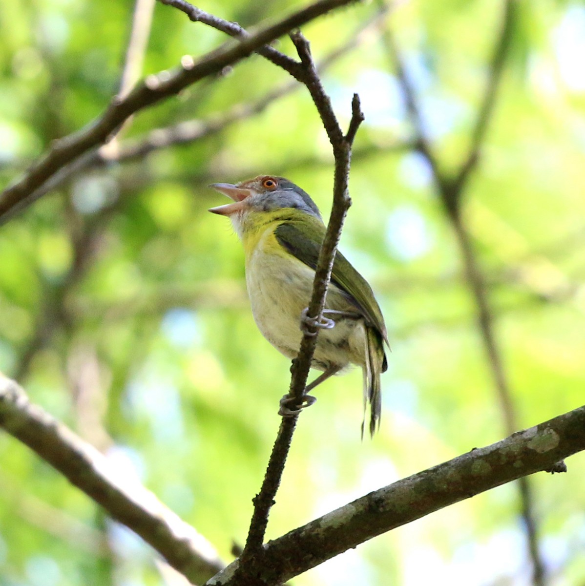 Rufous-browed Peppershrike - ML646734090