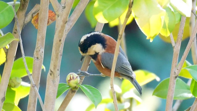 Varied Tit - ML646734091