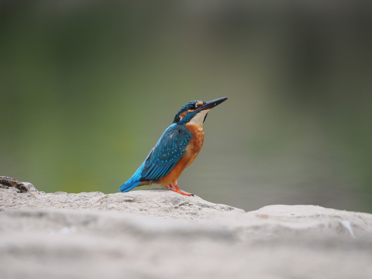 Common Kingfisher - ML646734093