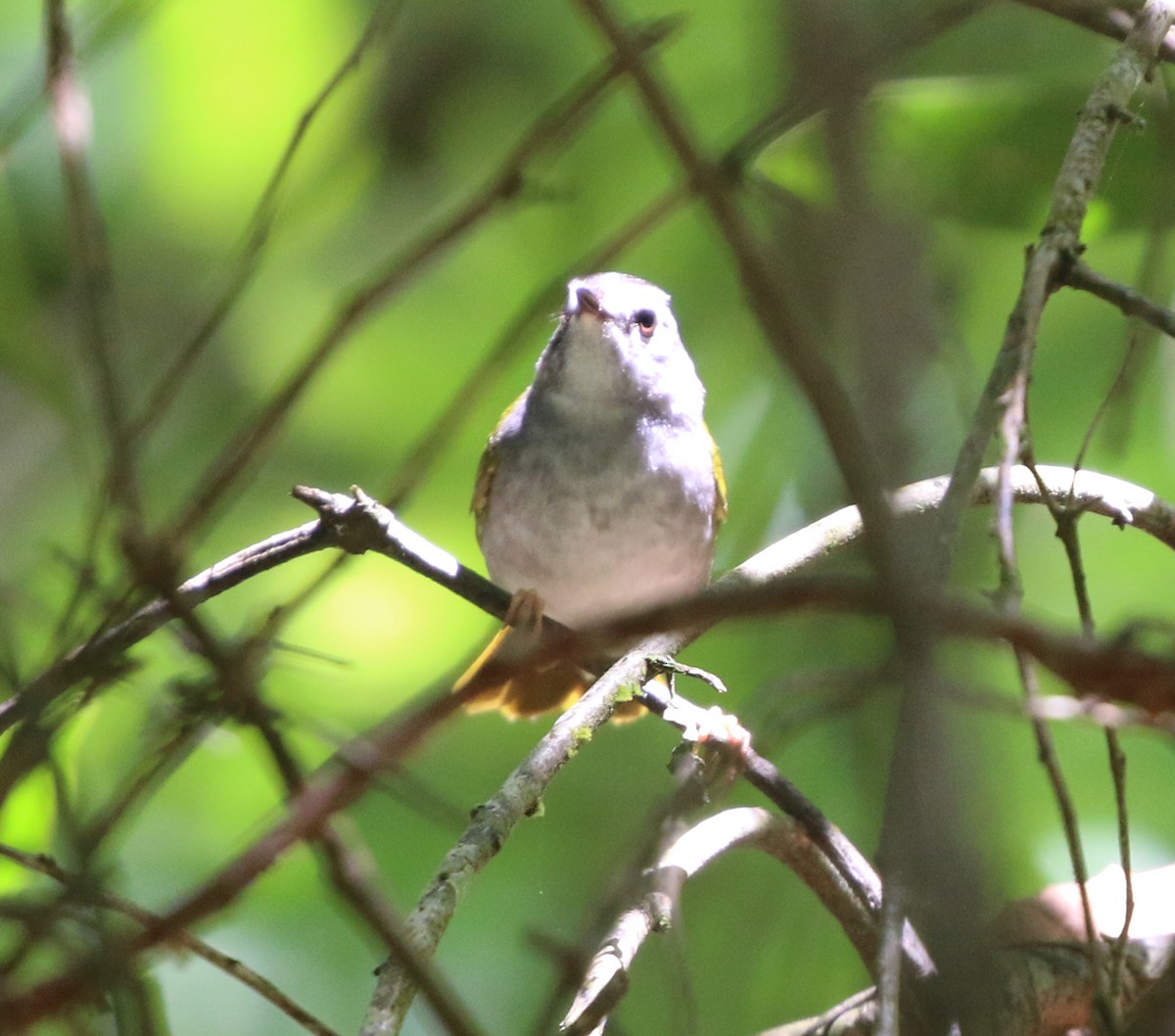 White-browed Warbler - ML646734094