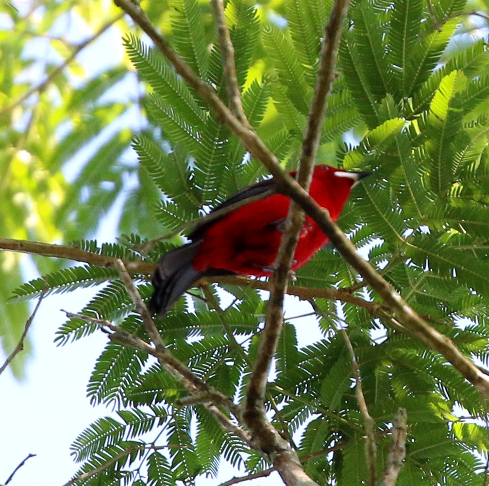 Brazilian Tanager - ML646734096