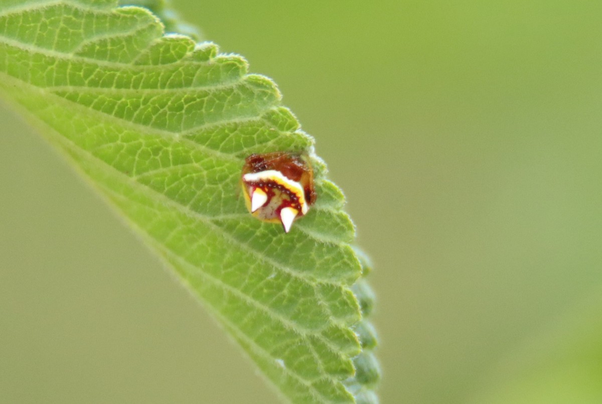 Two-spined spider - ML646734097