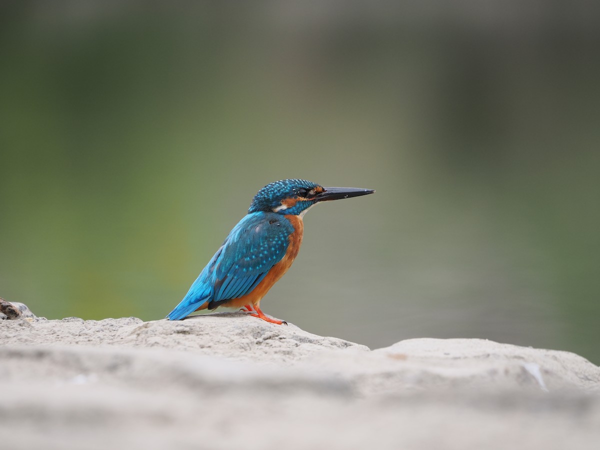 Common Kingfisher - ML646734099