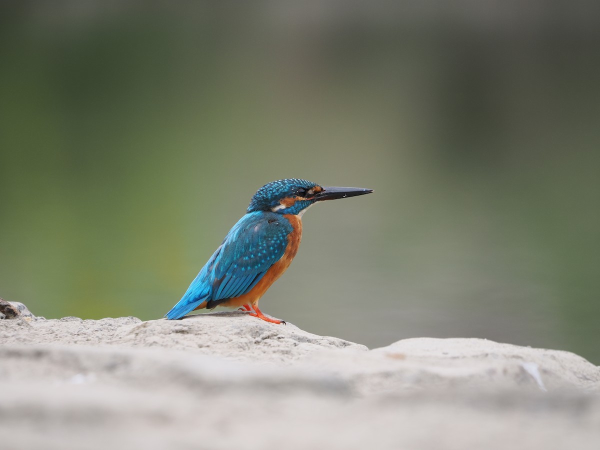 Common Kingfisher - ML646734100
