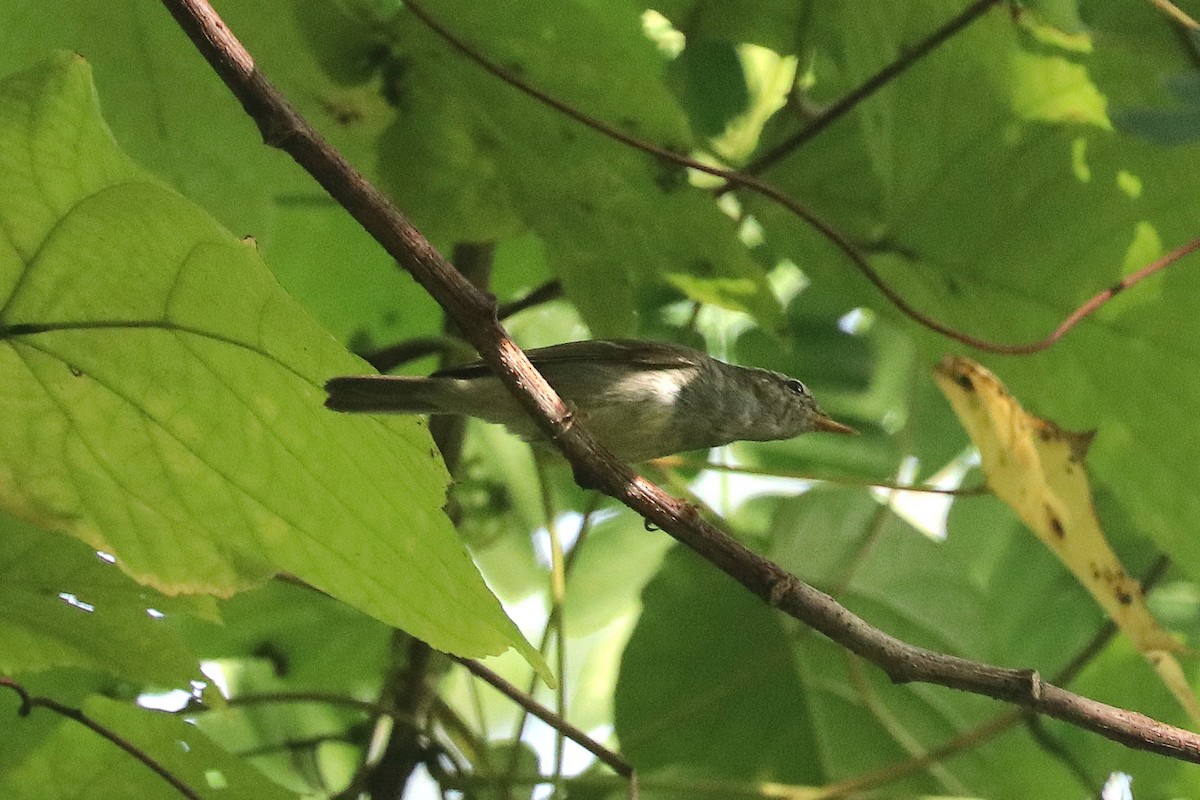 Pouillot boréal - ML646734107