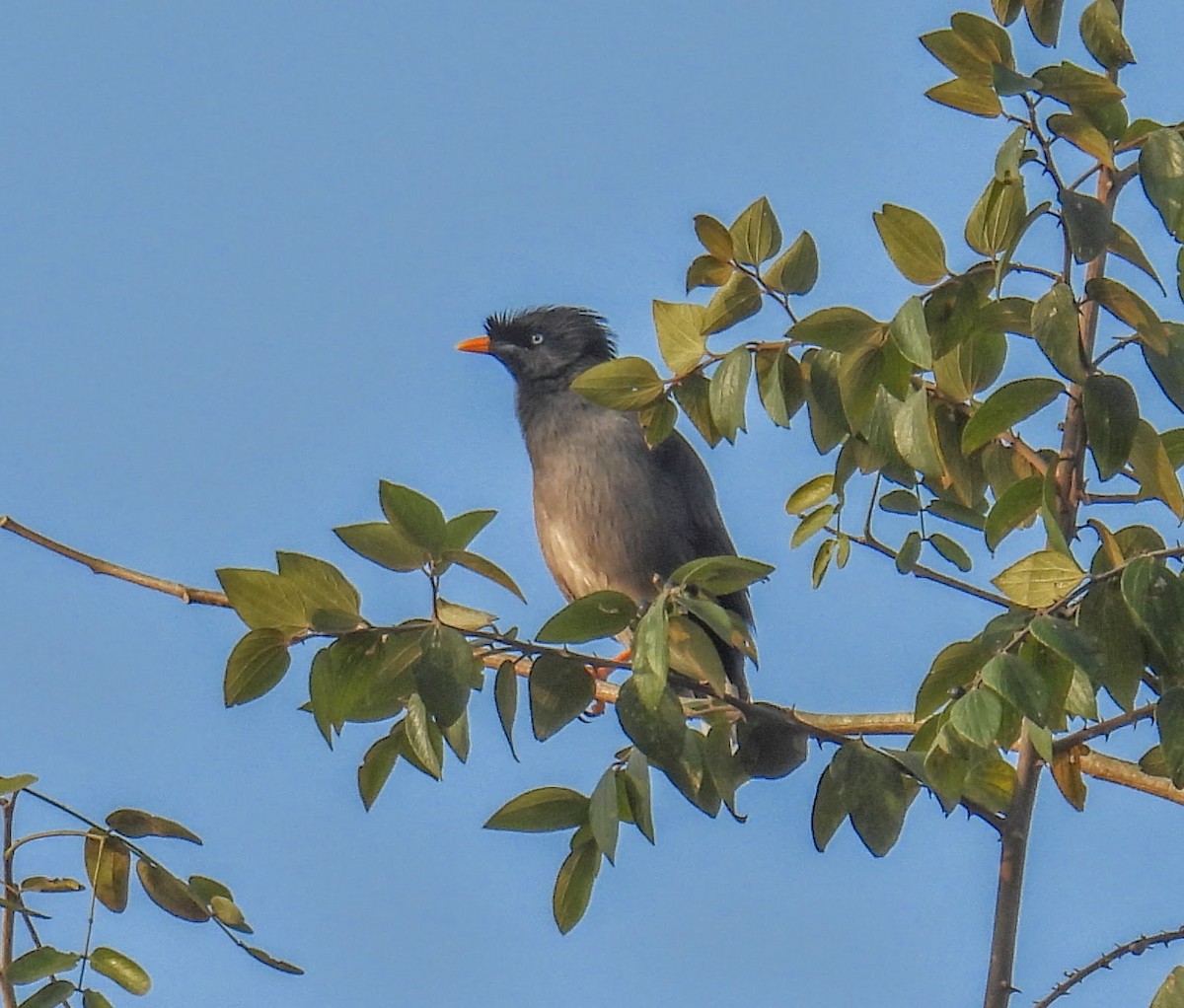 Jungle Myna - ML646734108