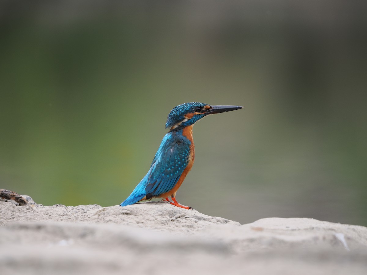 Common Kingfisher - ML646734109