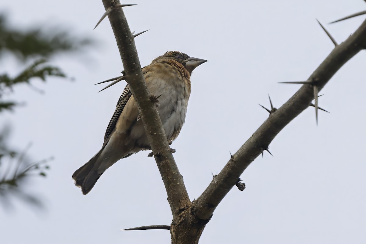 Chestnut Weaver - ML646734110